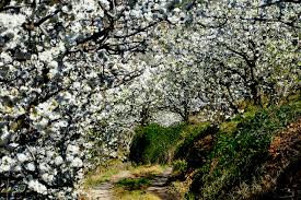 Camino rodeado de árboles en flor, con pétalos blancos y vegetación verde.
