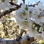 CEREZO EN FLOR PRIMAVERA