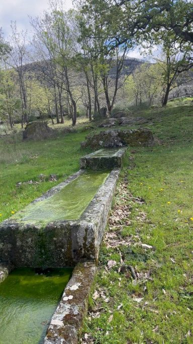 Fuente, camino , arboles Canal de piedra cubierto de musgo en un paisaje verde con árboles.